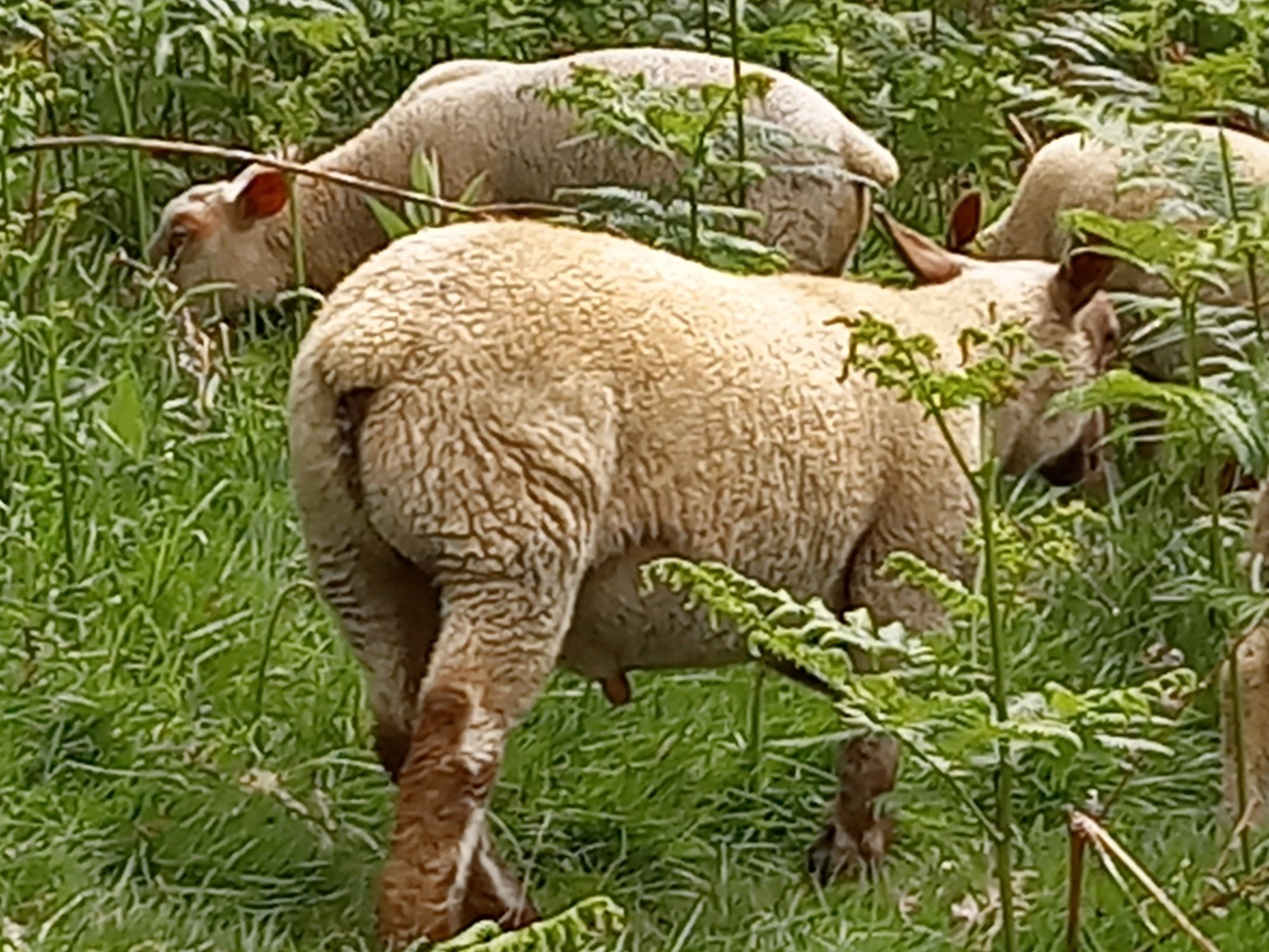 Venda de borregos