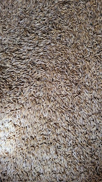 Owies Rambo po centrali