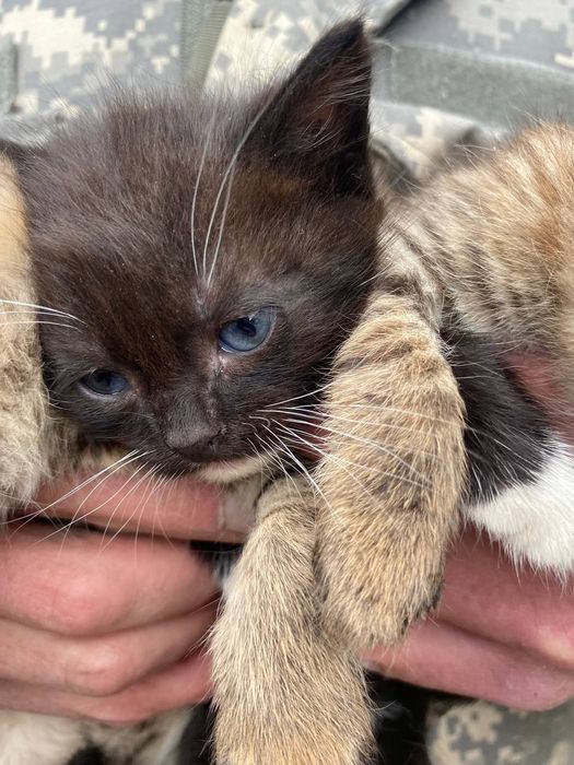 Кошенята від військових!