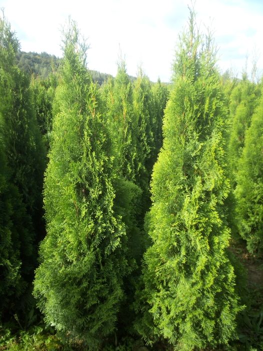 Tuja tuje tuja szmaragd 100 120 cm 150 cm 160 cm 180cm 200 cm 2 metry