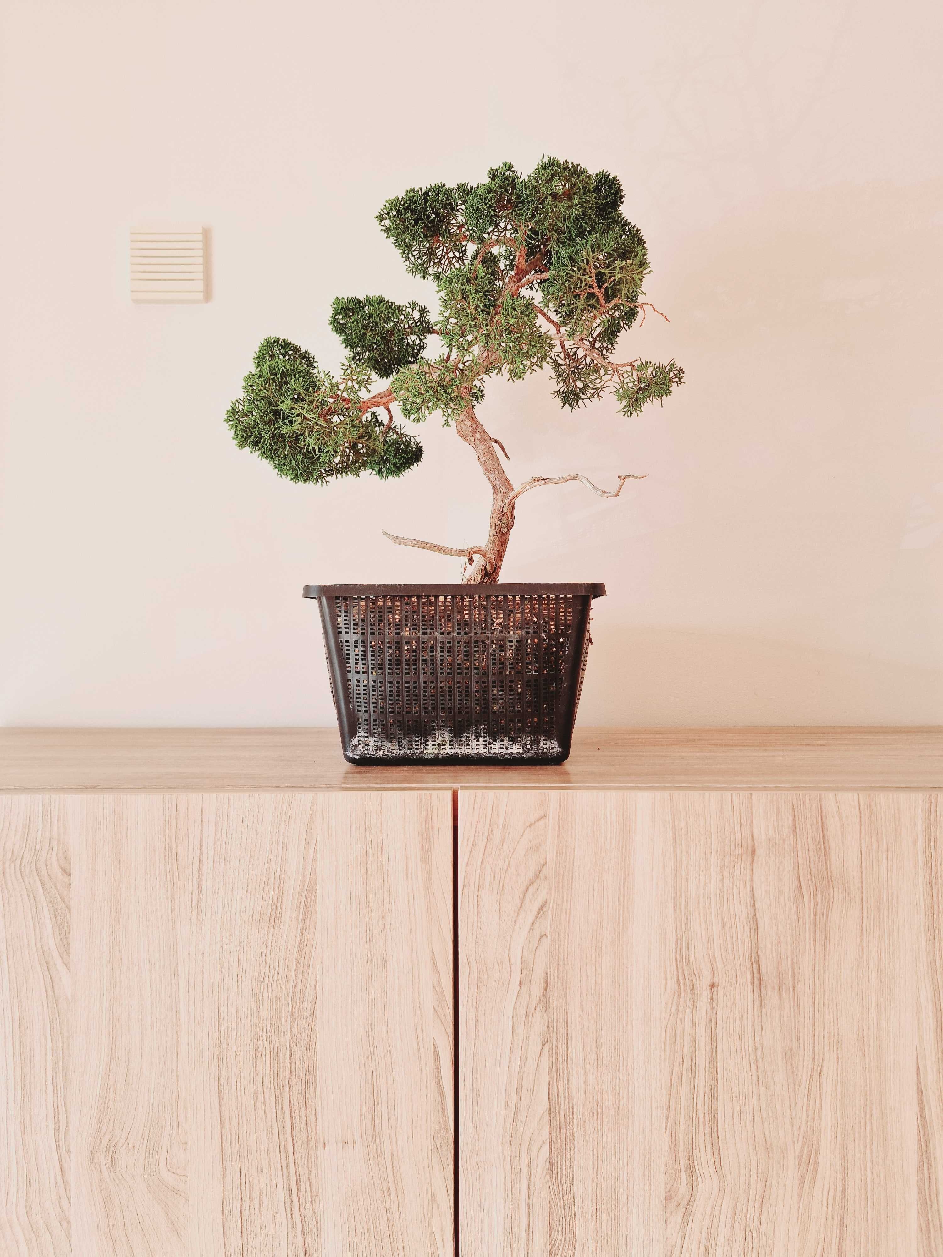 Juniperus "Itoigawa", bonsai