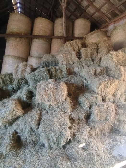 Sprzedam siano tegoroczne spod dachu