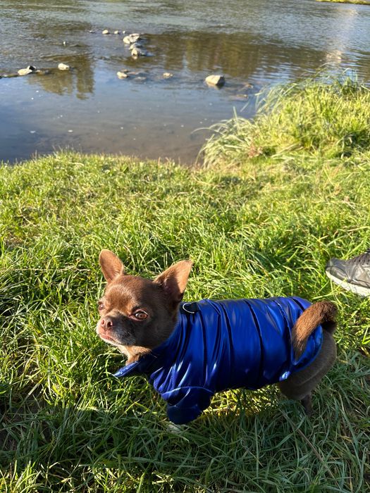 Одяг для собак, комбінезон для собаки