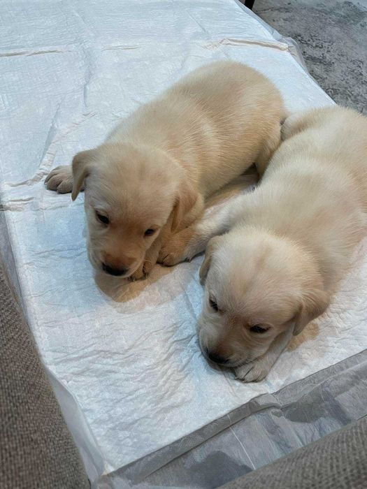 Лабрадор ретривер