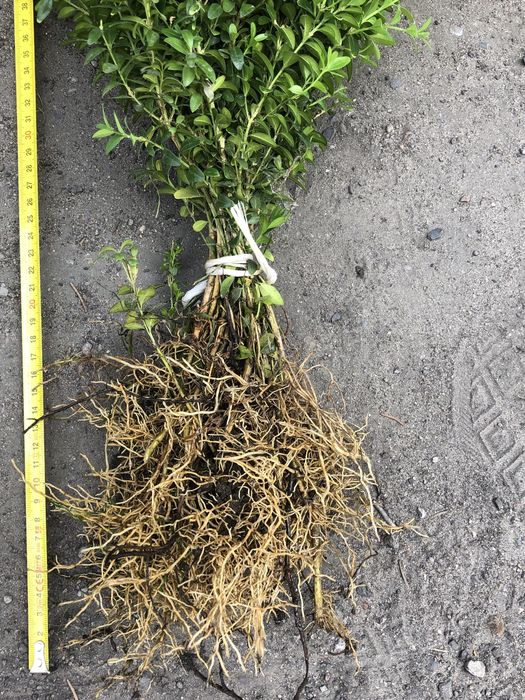 Sadzonki bukszpanu kopane