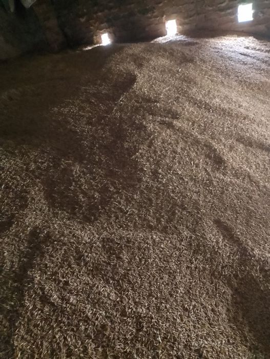 Owies 5 ton sprzedam