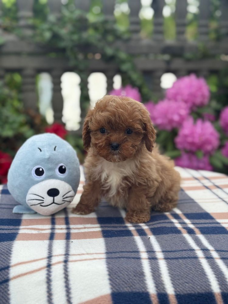 Cavapoo słodki piesek