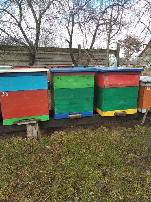 Продам бджолосімї ,