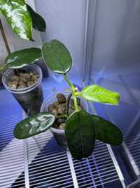Hoya Globulosa cała