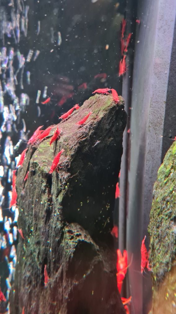 Krewetki Red Cherry