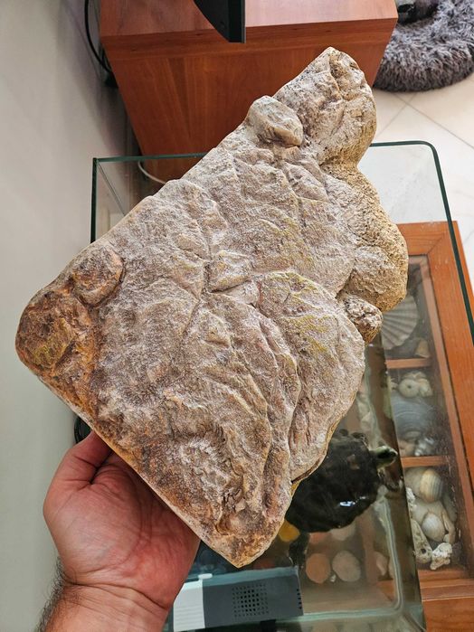 Base flutuante aquário tartaruga