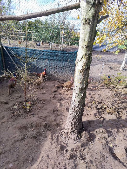 Bażanty młode polne