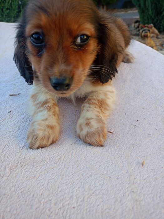 Jamnik długowłosy piesek