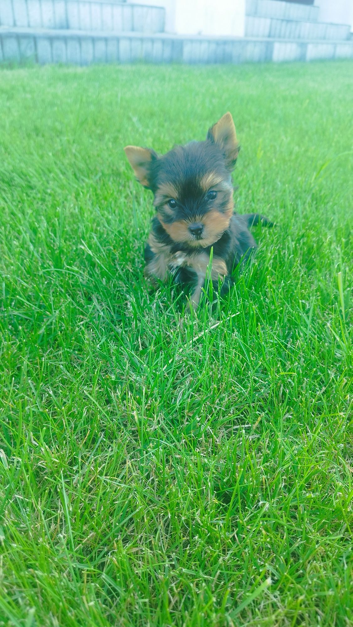 Yorkshire terrier miniaturka
