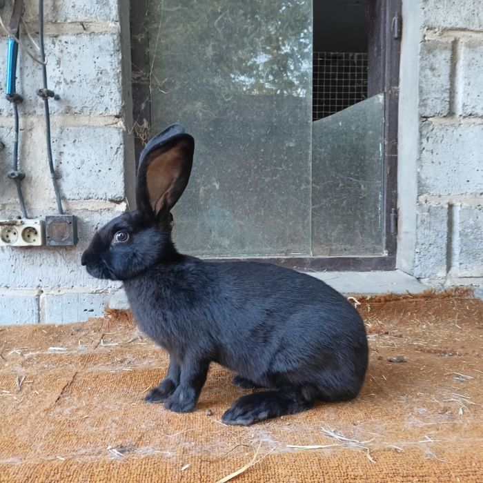 samice olbrzym srokacz czarny pełnobarwny