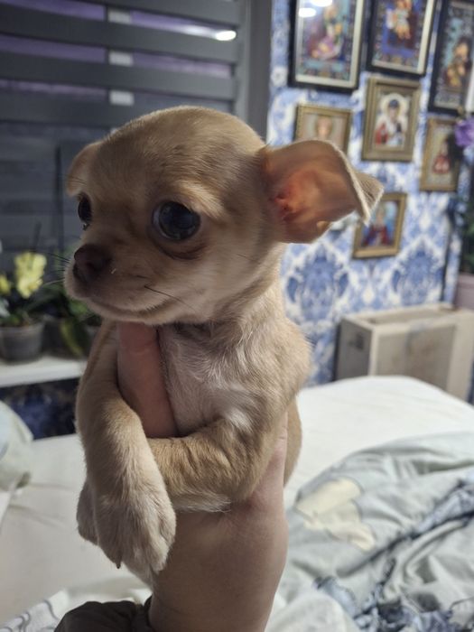 Щенки чихуахуа мини