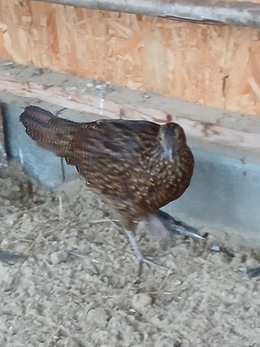 Bażanty tragopany satyry