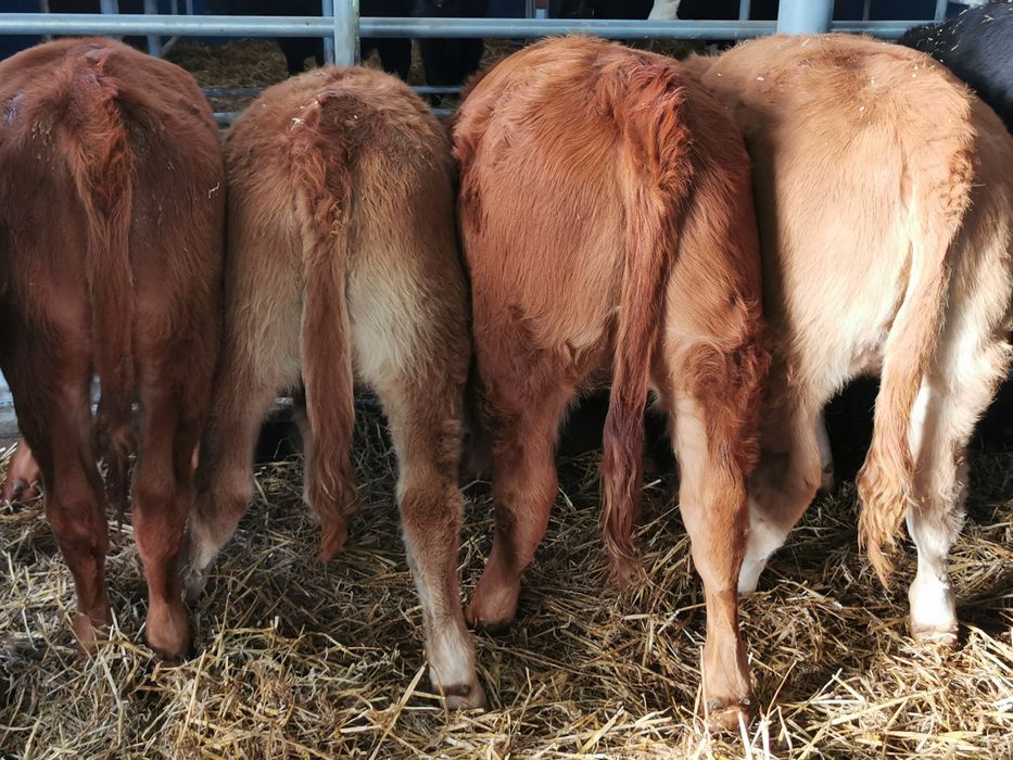 Odsadki mięsne limuse