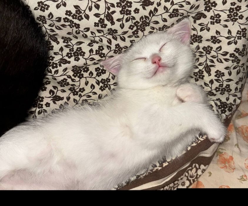 Дівчинка сніжинка