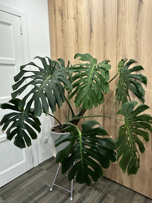 Монстера дорослий вазон