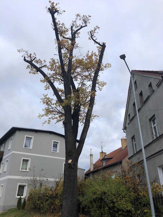 Wycinka drzew i cięcia pielęgnacyjne