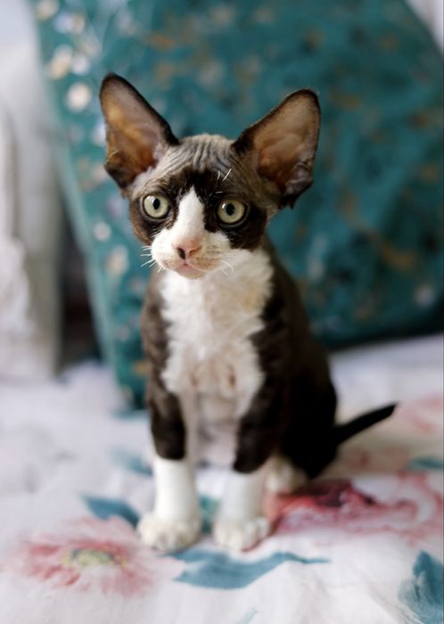 Kocur Devon Rex ( rodowód FPL) Wrocław
