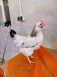 Kury Nioski Sussex Leghorn Rossa !! od 10 do 26 tygodnia ! ZAPRASZAM !