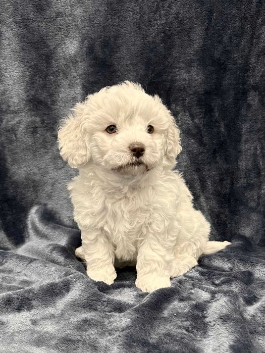 Wyjątkowa suczka Bichon frise, FCI