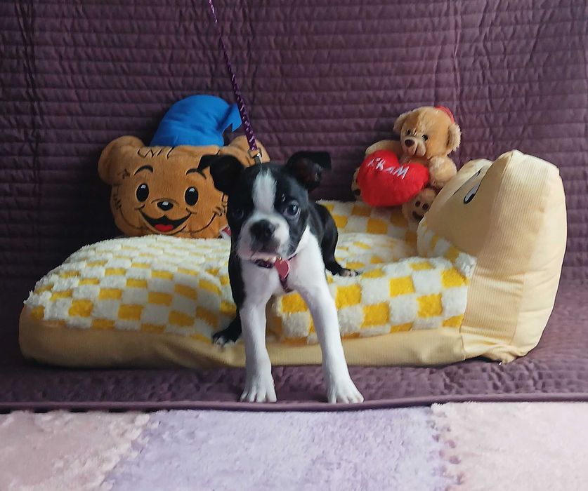 Boston Terrier piesek TOBI - nie Buldog