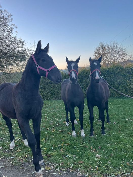 Klacz śląska źrebak