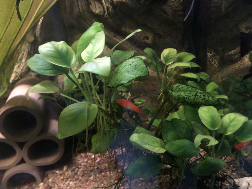 anubias barteri nana duze sadzonki