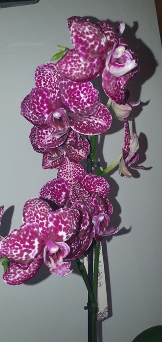 Продам красивую орхидею Дикий Кот Wild Cat