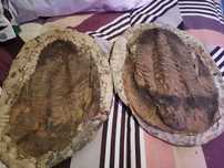 Vendo trilobite verdadeira