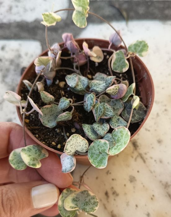 Suculentas em vaso 10 cm