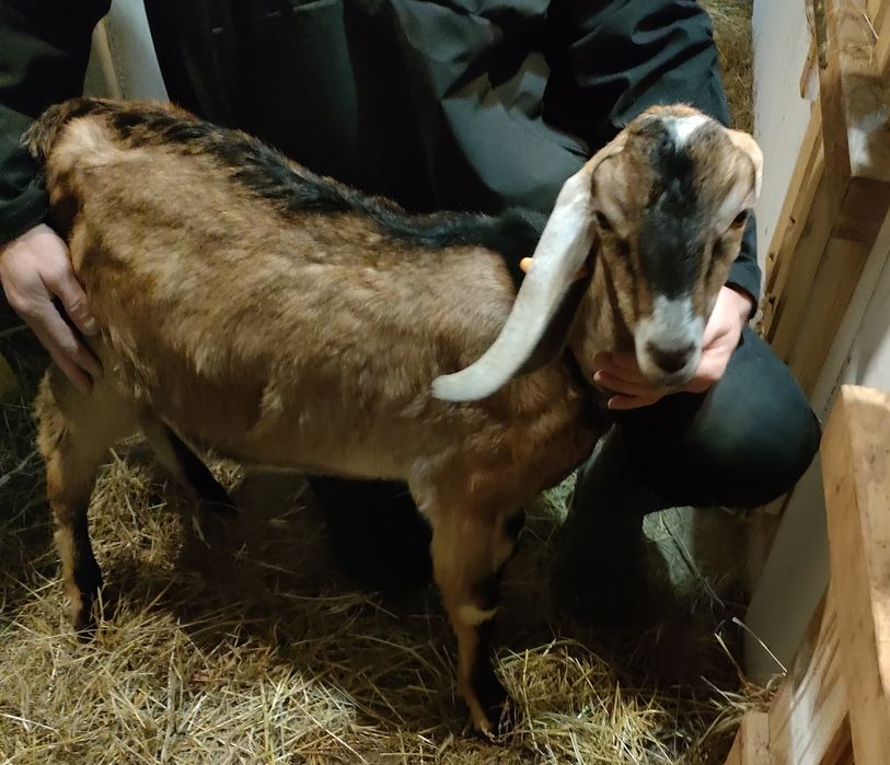 Sprzedam koziołki anglonubijskich 100 %