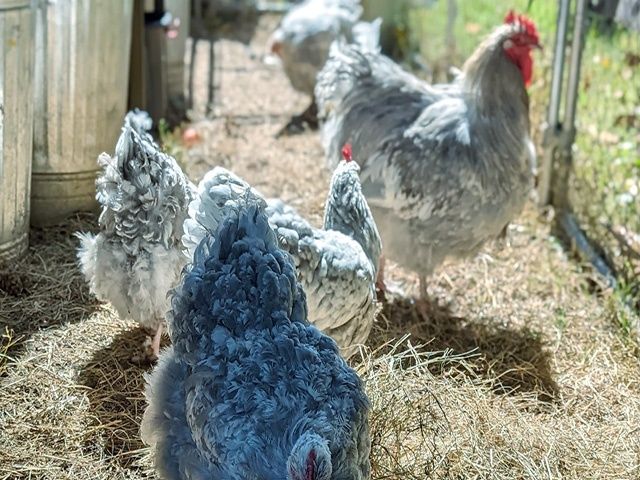 Інкубаційне яйце, курчата, Орпінгтон фарфоровий, спліш, блакитний.