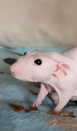 Крысенок Дамбо  сфинкс 3 месяца