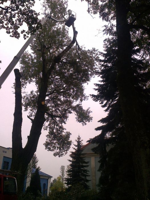 wycinka drzew samosiej krzaków również przy użyciu podnośnika