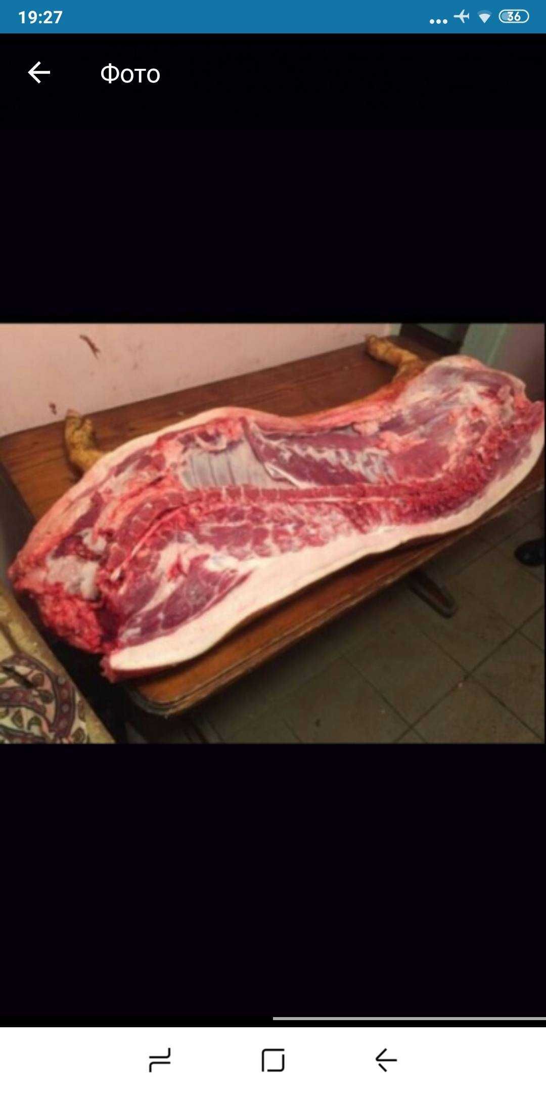 свинина мясо продам