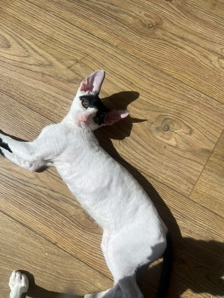 Cornish rex kocurek piekny wyjatek oczy- Kiwi gotowy  do odbioru