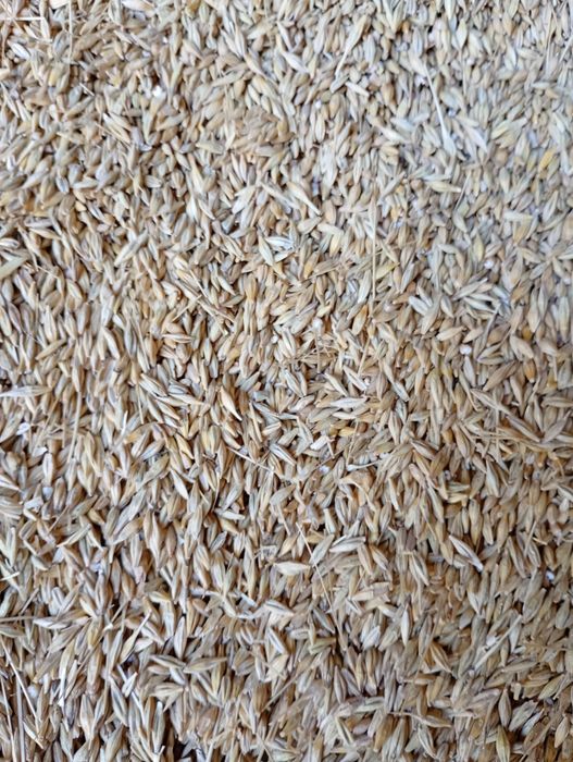 Продам зерно ячмінь