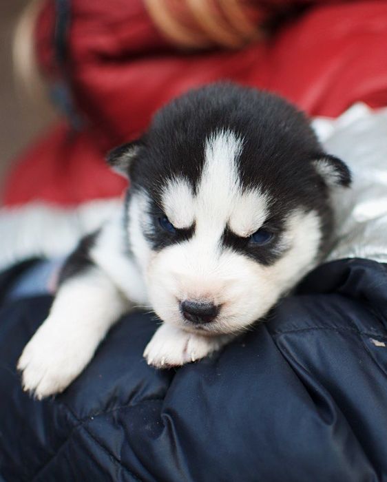 Сибірський хаскі, КСУ