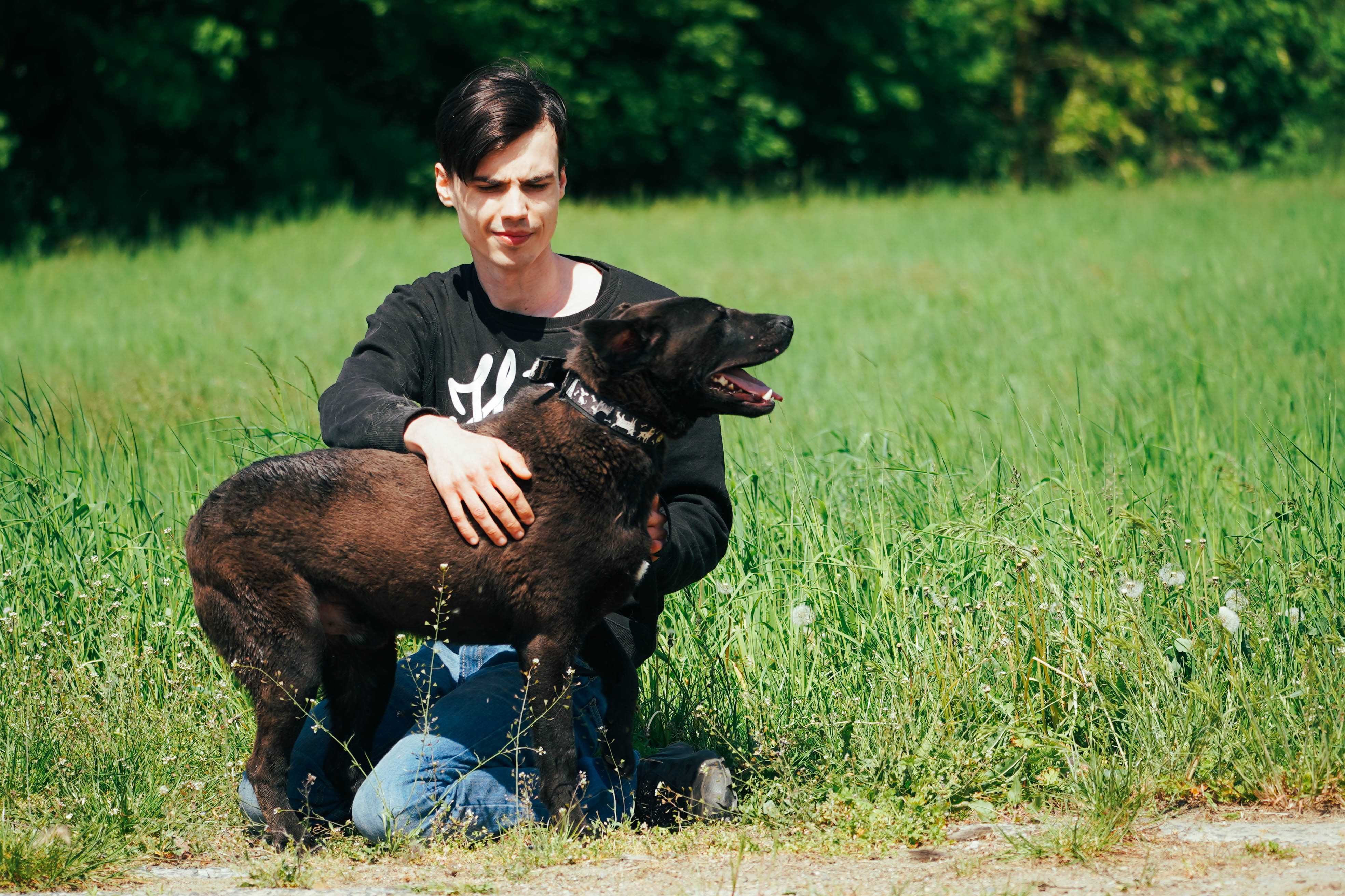 Alan - śliczna miniaturka labradora
