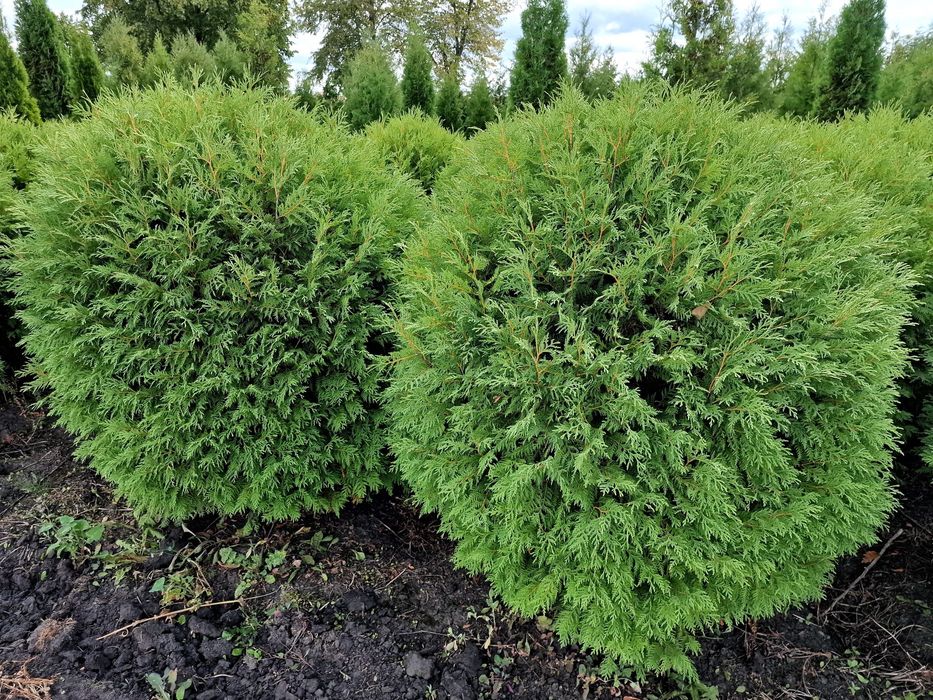 Piękna thuja tuja SMARAGD 140-160 cm Żywopłot Transport