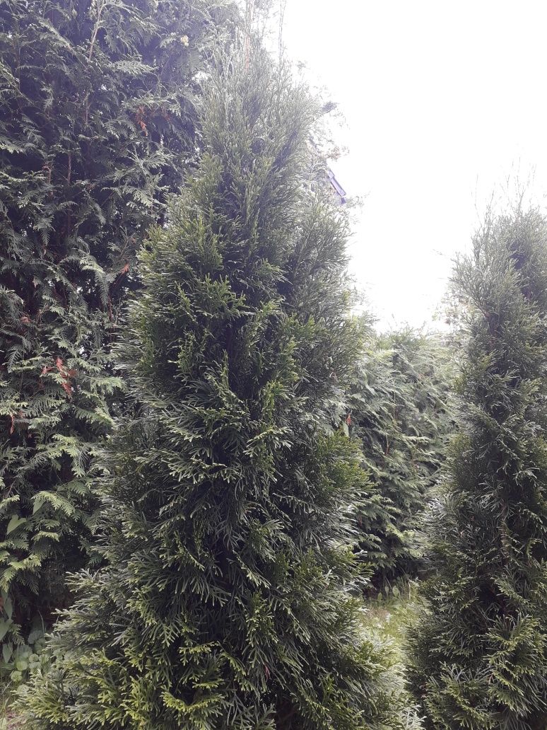 Tuja szmaragd 150-200 cm sztuk 6 w doniczkach