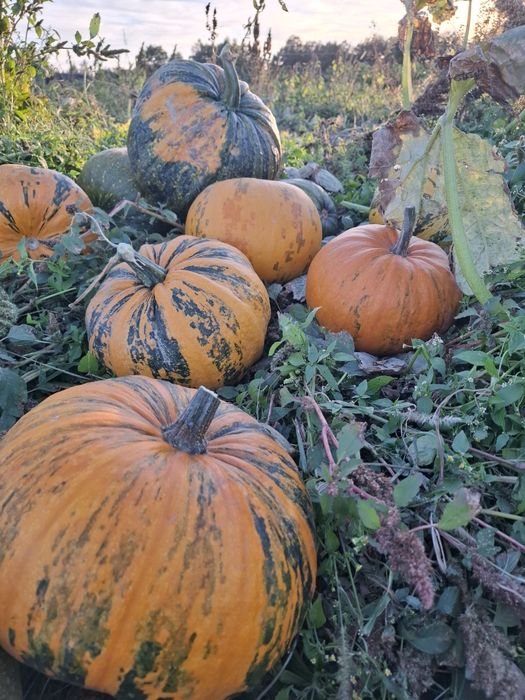 Dynia paszowa 50gr / kg