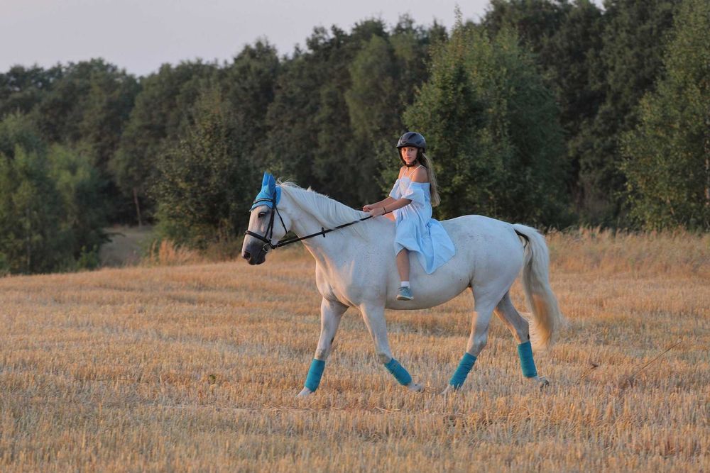 Współdzierżawa konia Poznań