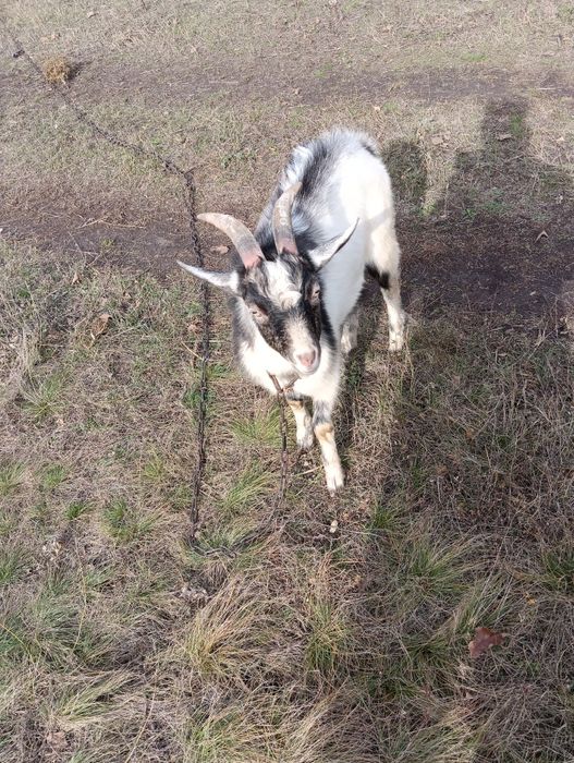 Продам козла осеменителя