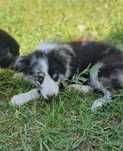Border Collie piesek blue merle