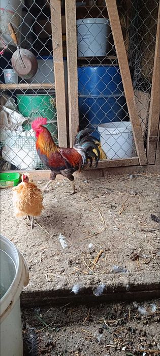 Zielononóżki koguty